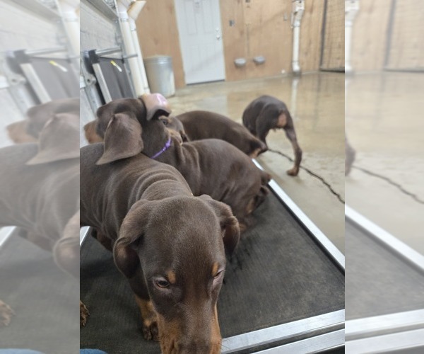Medium Photo #20  Breeder Profile in COLUMBIA CITY, IN, USA