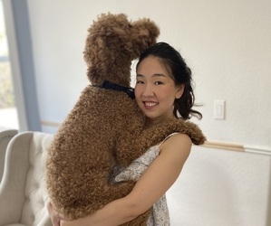 Poodle (Standard) Dog Breeder near SEBRING, FL, USA