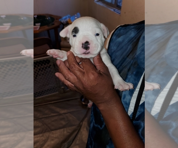 Medium Photo #1  Breeder Profile in AURORA, CO, USA