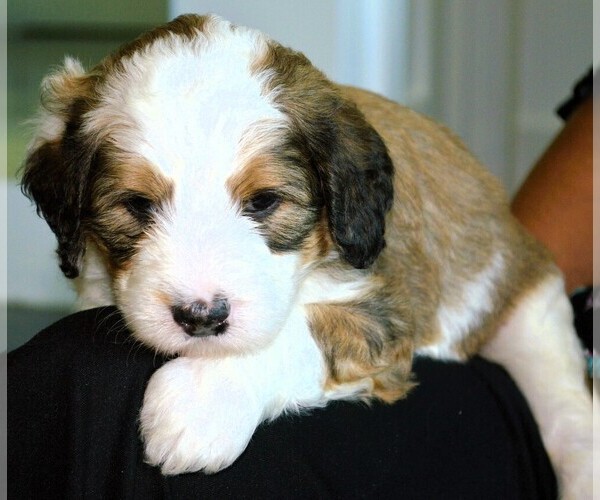 Medium Photo #20  Breeder Profile in MCALLEN, TX, USA