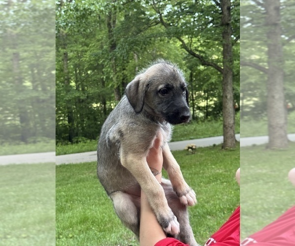 Medium Photo #38  Breeder Profile in HUSTONVILLE, KY, USA
