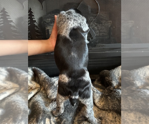 Medium Photo #17  Breeder Profile in BOONVILLE, IN, USA