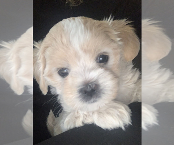 Medium Photo #28  Breeder Profile in FARMINGTON, MN, USA