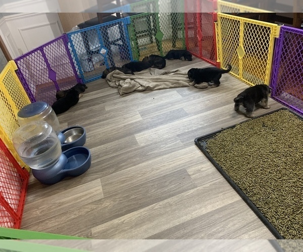 Medium Photo #1  Breeder Profile in MACOMB, MI, USA