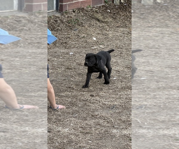 Medium Photo #3  Breeder Profile in STUART, IA, USA