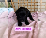 Small #10 Breeder Profile image