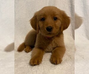 Golden Retriever Dog Breeder near CARTHAGE, NY, USA