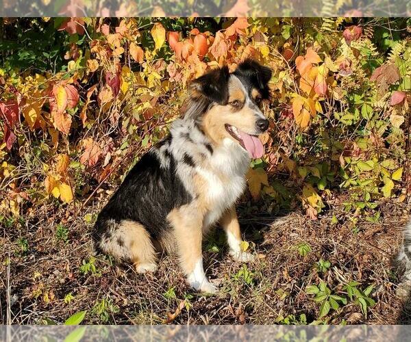 Medium Photo #8  Breeder Profile in SANDOWN, NH, USA