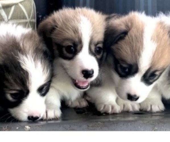 Medium Photo #7  Breeder Profile in WEATHERFORD, TX, USA