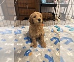 Small #11 Breeder Profile image