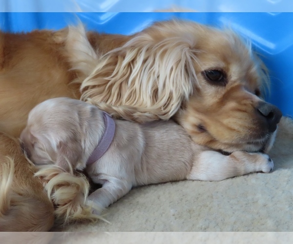 Medium Photo #55  Breeder Profile in Aylmer, Ontario, Canada