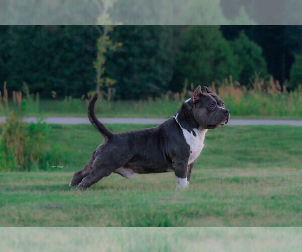 Medium Photo #2  Breeder Profile in LAWRENCEVILLE, GA, USA
