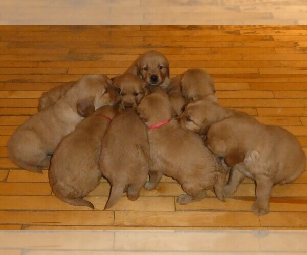 Medium Photo #5  Breeder Profile in WOLCOTT, VT, USA