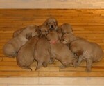 Small #4 Breeder Profile image
