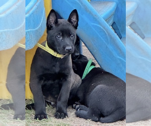 Medium Photo #16  Breeder Profile in AIKEN, SC, USA