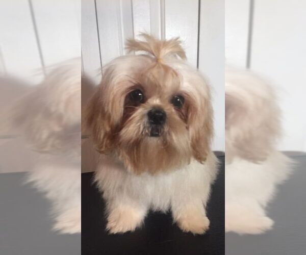 Medium Photo #15  Breeder Profile in WESLEY CHAPEL, FL, USA