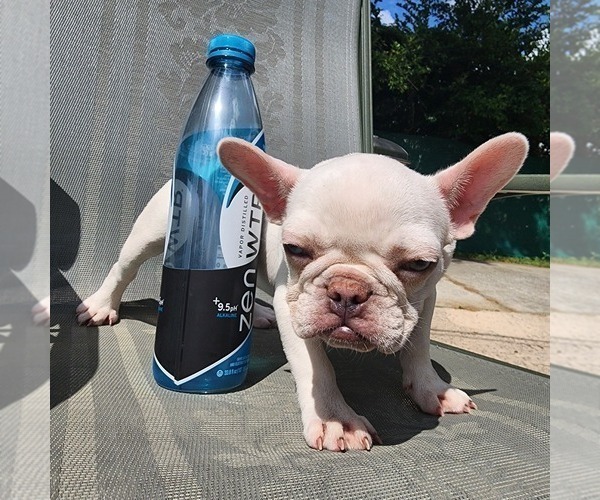 Medium Photo #1  Breeder Profile in OCALA, FL, USA