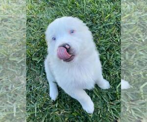 Miniature Australian Shepherd Dog Breeder near CLERMONT, FL, USA