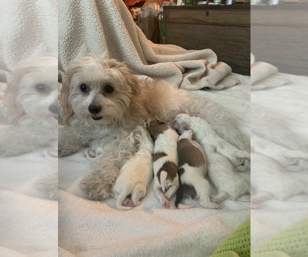 Medium Photo #1  Breeder Profile in ALBUQUERQUE, NM, USA
