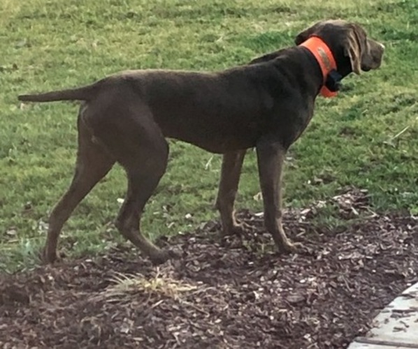 Medium Photo #1  Breeder Profile in LEOMA, TN, USA