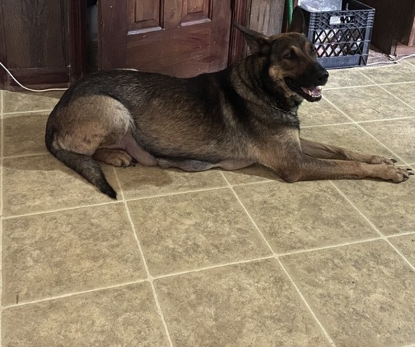 Medium Photo #1  Breeder Profile in COVINGTON, GA, USA