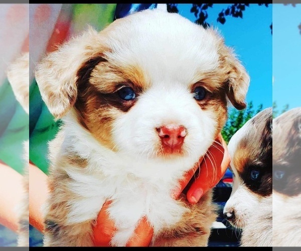 Medium Photo #4  Breeder Profile in MONTEREY, CA, USA