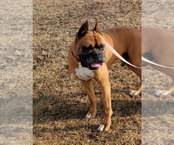 Medium Photo #42  Breeder Profile in AFTON, WY, USA