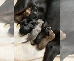 Small #15 Breeder Profile image