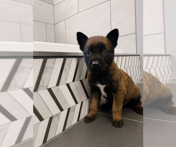 Medium Photo #1  Breeder Profile in HOWELL, MI, USA