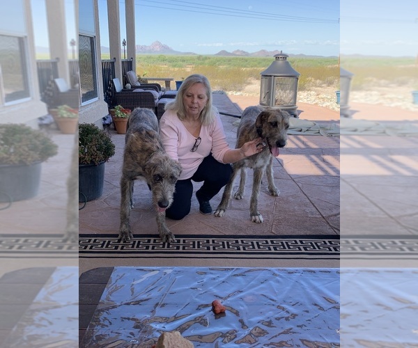 Medium Photo #1  Breeder Profile in MARANA, AZ, USA
