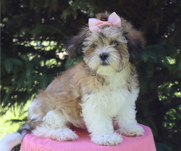 Medium Photo #55  Breeder Profile in THORP, WI, USA