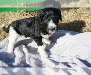 Goldendoodle Dog Breeder near MERCER, TN, USA