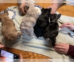 Small #38 Breeder Profile image