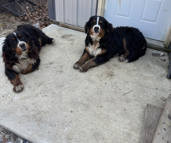 Medium Photo #1  Breeder Profile in SECOR, IL, USA