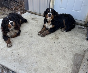 Bernese Mountain Dog Dog Breeder near SECOR, IL, USA
