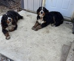 Small breeder photo