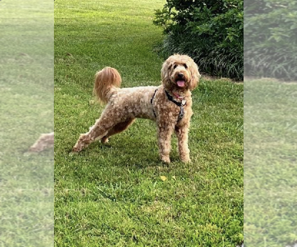 Medium Photo #1  Breeder Profile in MAIDEN, NC, USA