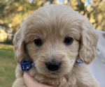 Small Photo #6  Breeder Profile in SAINT AUGUSTINE, FL, USA