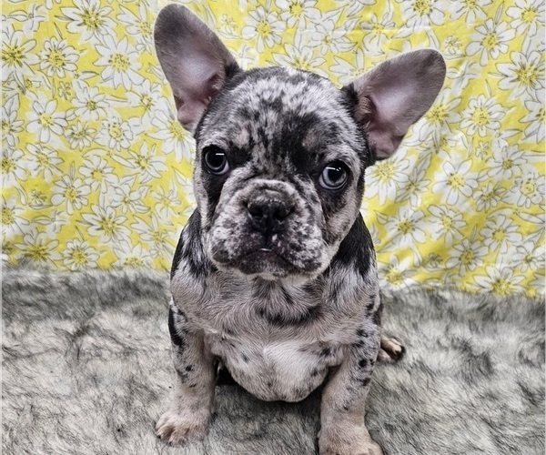 Medium Photo #10  Breeder Profile in BLAKESBURG, IA, USA