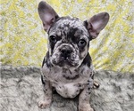 Small #9 Breeder Profile image