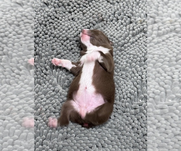 Medium Photo #4  Breeder Profile in JACOBSTOWN, NJ, USA