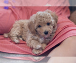 Small #15 Breeder Profile image