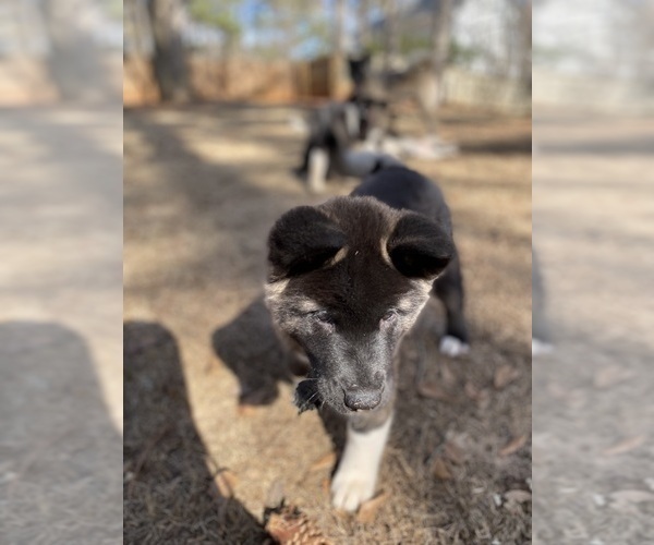Medium Photo #11  Breeder Profile in MCDONOUGH, GA, USA