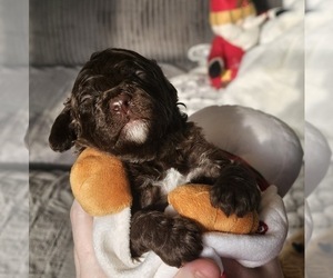 Bernedoodle Dog Breeder near MASSANUTTEN, VA, USA