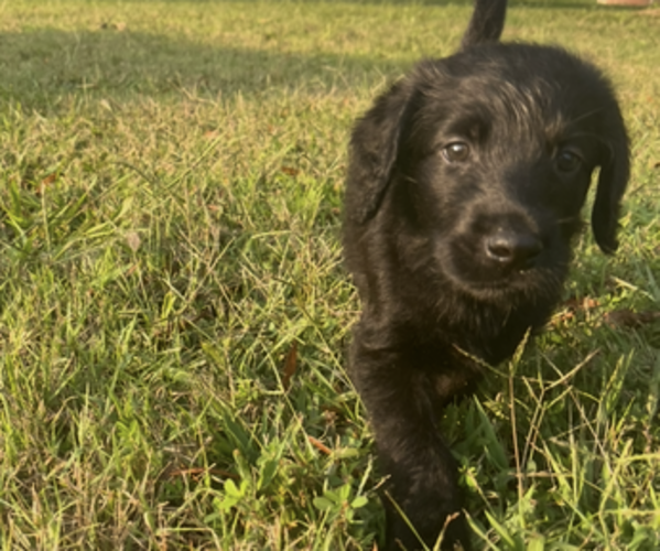 Medium Photo #7  Breeder Profile in WAVERLY, VA, USA