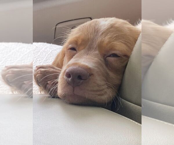 Medium Photo #117  Breeder Profile in HORTENSE, GA, USA