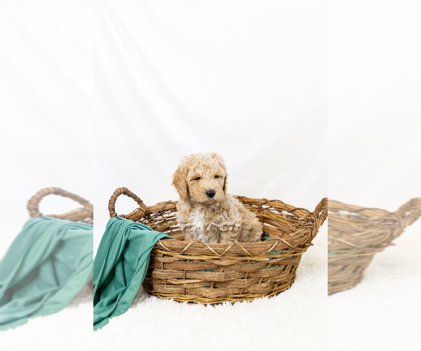 Medium Photo #15  Breeder Profile in WEST JORDAN, UT, USA