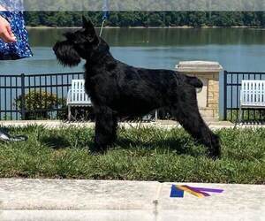 Schnauzer (Standard) Dog Breeder near MITCHELL, IN, USA