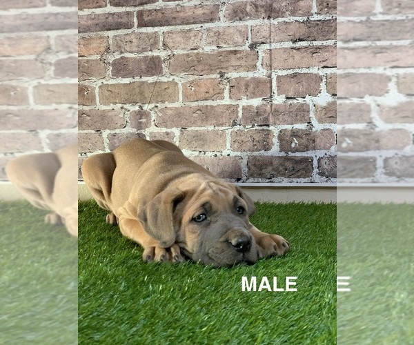 Medium Photo #2  Breeder Profile in SAN BERNARDINO, CA, USA