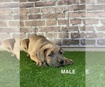 Small #1 Breeder Profile image